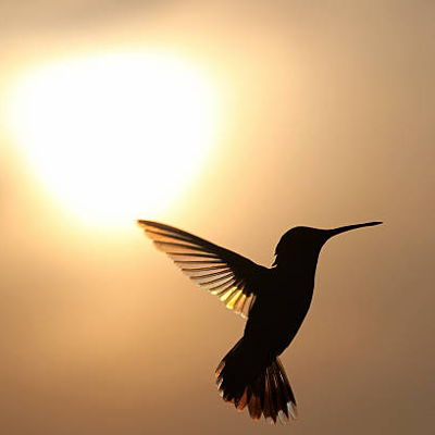 In Memory of Deb Kramp